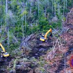 Deforestasi dan Illegal Logging di Indonesia