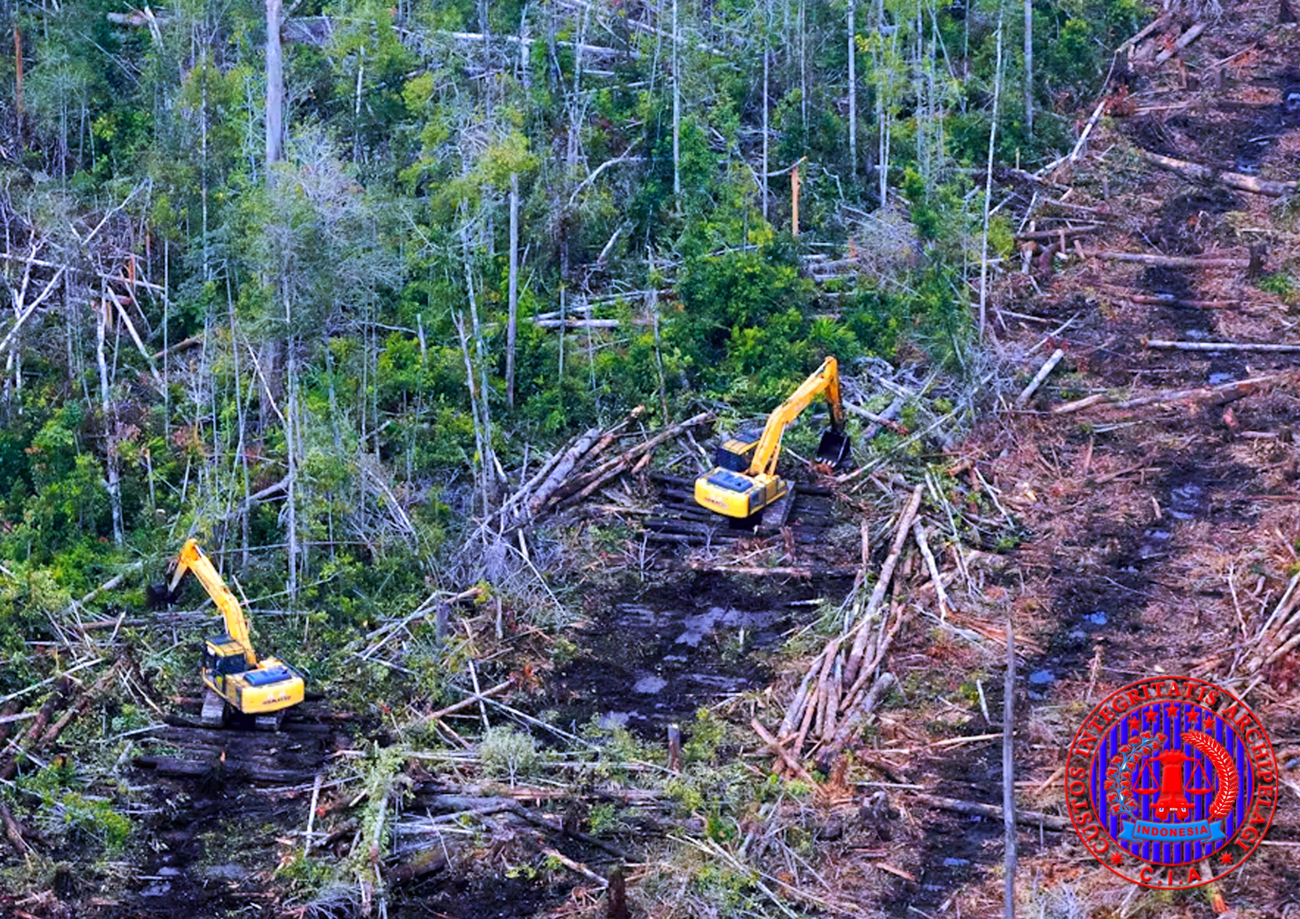 Deforestasi dan Illegal Logging di Indonesia