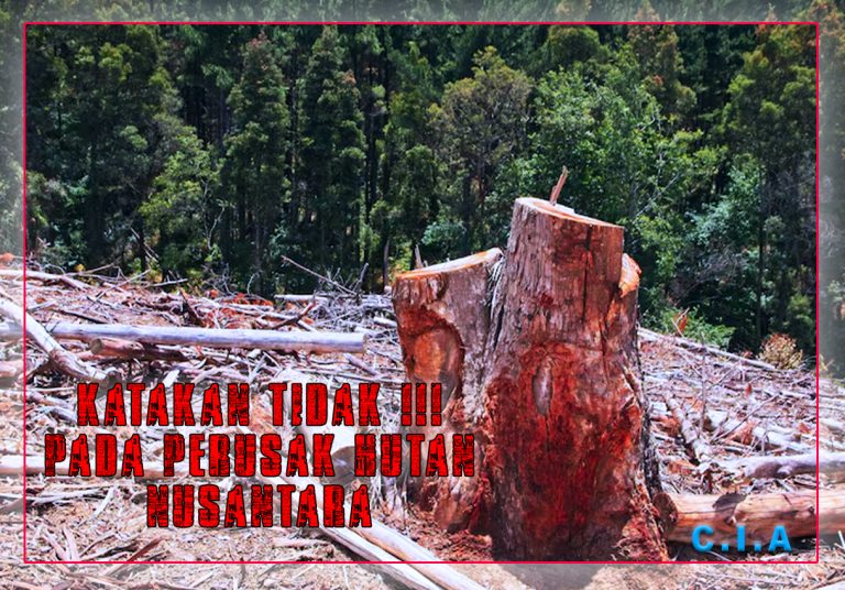 ILEGAL LOGING